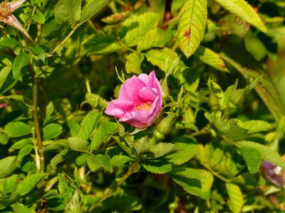 Bloom rose pink photo