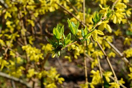 Nature season shrub photo