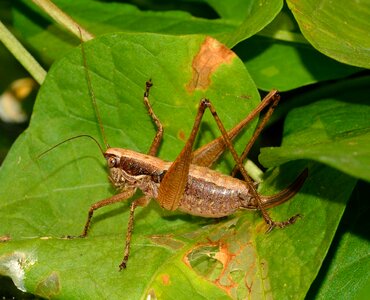 Grasshopper orthoptera insects photo
