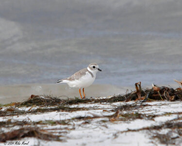 Piping plover-4 photo