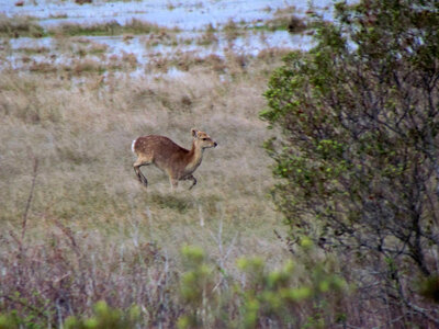 Sika elk running through the Wildlife Loop-2