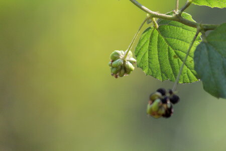 Beautiful Leaf Flower Buds
