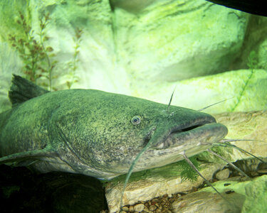 Flathead Catfish - Pylodictis olivaris photo