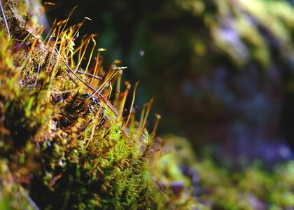 Fairy tale forest nature green