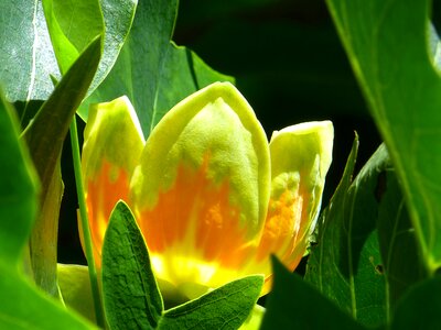 Tree tulip magnolia ornamental plant photo