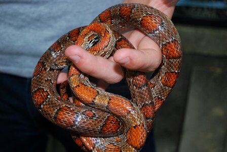 Nature animal reptile