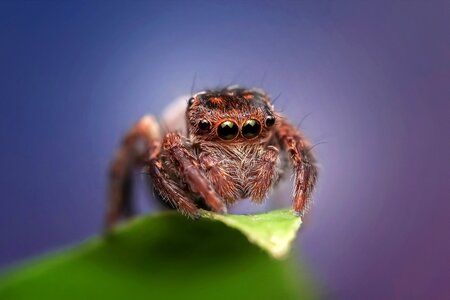 Jumping spider