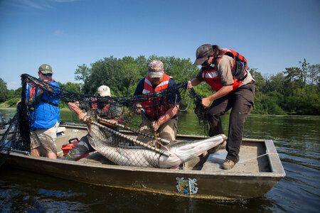 Alligator gar-1 photo