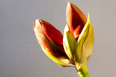 Flower plant botany