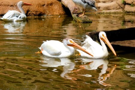 Australian Pelican on water photo