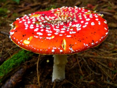 Red fly agaric mushroom spotted forest