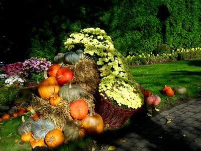 Harvest orange decoration