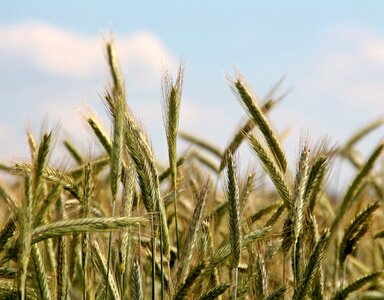 Spike cereals grain