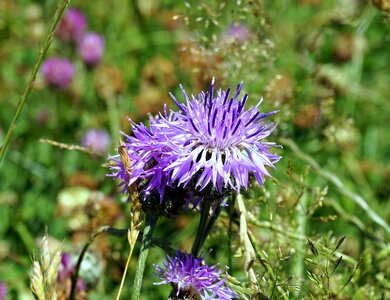 Beautiful Flowers bloom blooming photo