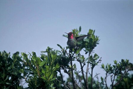 Chief hummingbird lilac