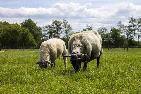 Nature animal animals