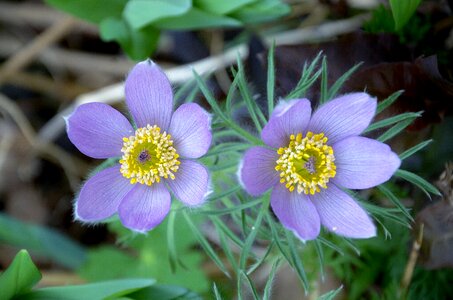 Spring purple bloompurple
