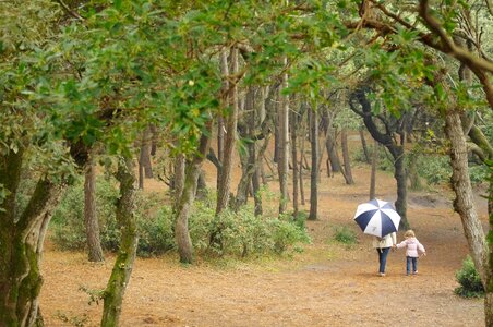 Rain peaceful fall