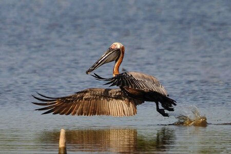 Brown pelican photo