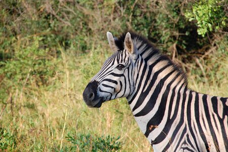 Wildlife animals zebra photo