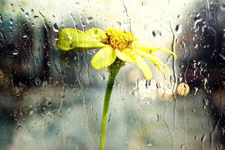 Rain Wet Window Glass Yellow Flower Nature photo