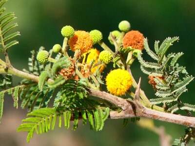 Bloom yellow peru