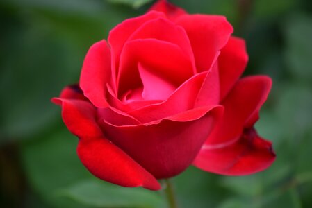 Flowers petals bloom