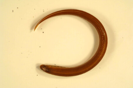 Entosphenus tridentatus