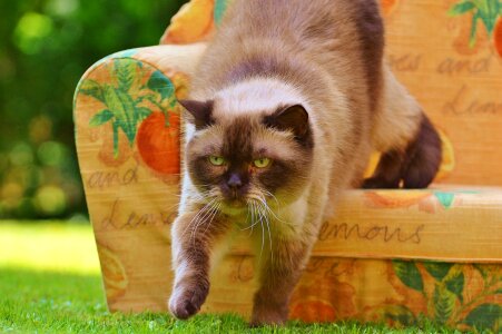 British shorthair thoroughbred fur