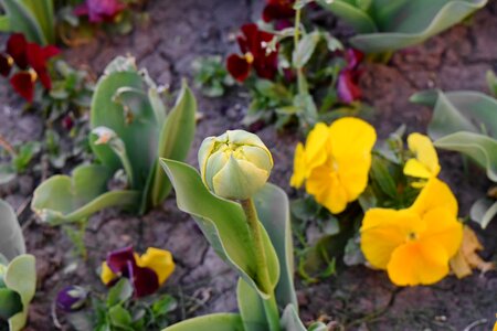 Flower Bud plant tulips