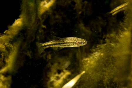 Ash Meadows Speckled Dace-1 photo