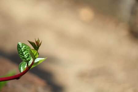 Ecology environment flower