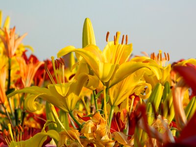 Summer blossom bloom