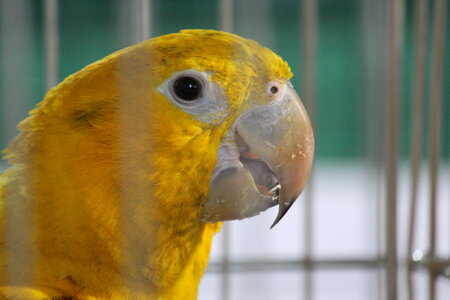 Yellow Bird In Cage photo