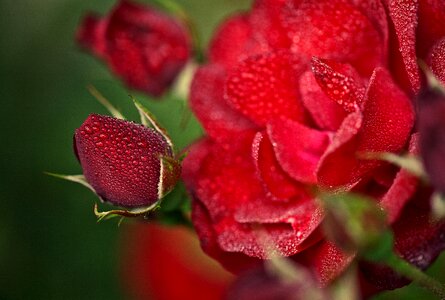 The background flowers roses