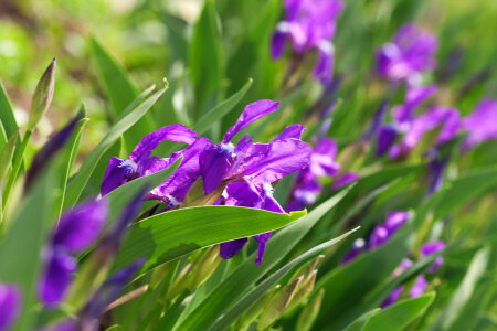 spring flowers photo