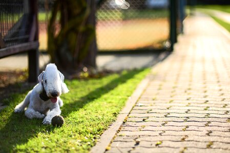 Green grass animal
