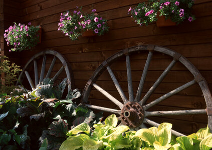 Flowers in terracotta pots for sale in old wooden wheel photo