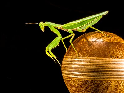 Fishing locust green close up photo