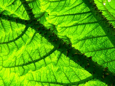 Ornamental plant garden plant tropical ornamental photo