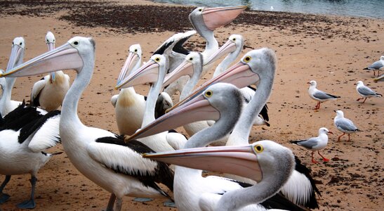 Birds san remo victoria australia photo