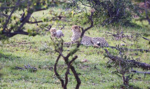Animals forest cheetah photo