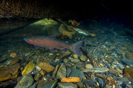 Rainbow trout-1 photo