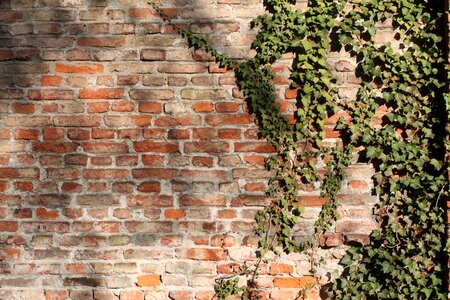 Bricked ivy climber plant photo