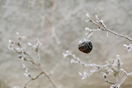Frosty fruit snowflakes photo