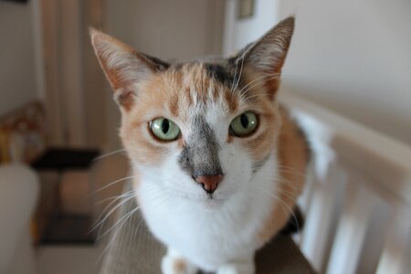 Head perched whiskers