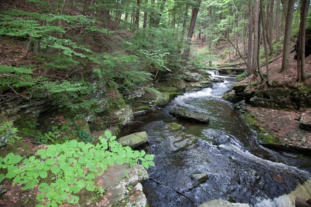 Woodland stream-2