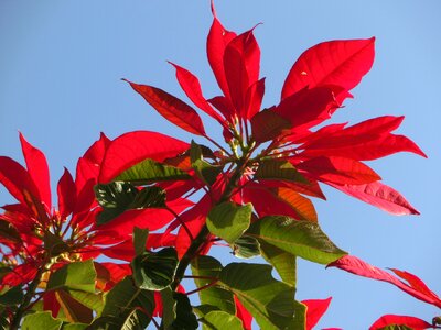 Red blossom bloom photo