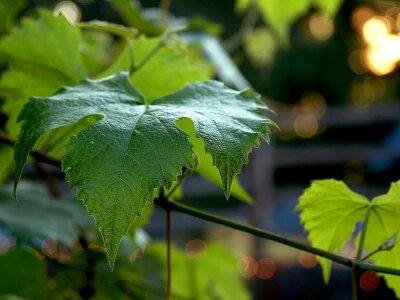 Grape greenery leaf