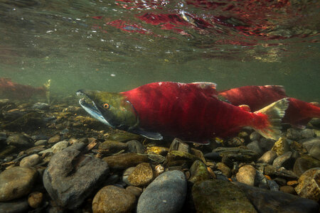 Sockeye Salmon-1 photo